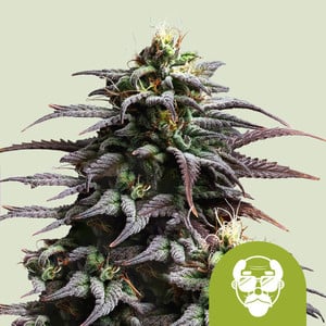 Granddady purple auto 100% royal queen seeds