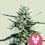 Granddaddy purple 100% royal queen seeds