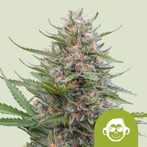 Grape ape auto 100% royal queen seeds