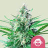 Grape ape 100% royal queen seeds