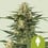 Green gelato automatic royal queen seeds