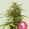 Gusher 100% royal queen seeds