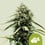 Haze berry automatic royal queen seeds