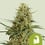 Hulkberry auto 100% royal queen seeds