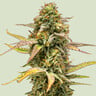 Hyperion f1 100% royal queen seeds