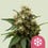 Ice 100% royal queen seeds