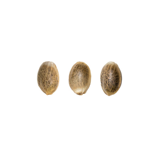 Joanne's cbd (3) royale queen seeds