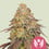 Legendary og punch 100% royal queen seeds