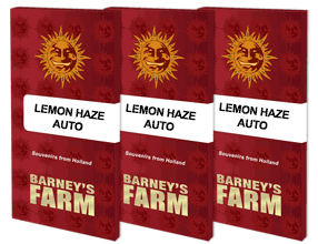 Lemon haze auto barney's farm seeds
