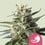 Lemon shining silver haze 100% royal queen seeds