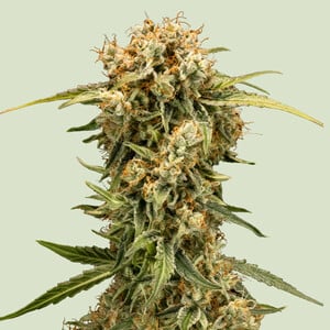 Medusa f1 100% royal queen seeds