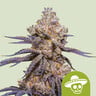Mexican rush auto royal queen seeds