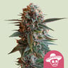 Mexican rush 100% royal queen seeds