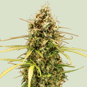 Milky way f1 100% royal queen seeds