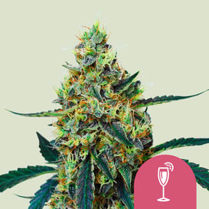 Mimosa 100% royal queen seeds
