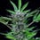 North thunderfuck auto royal queen seeds