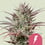 North thunderfuck 100% royal queen seeds