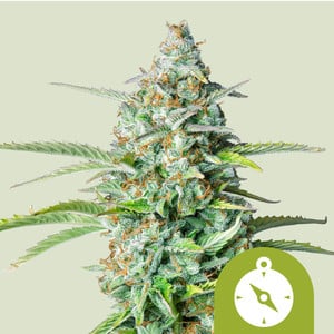 Northern light automatic royal queen seeds