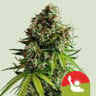 Nyc sour d auto 100% royal queen seeds