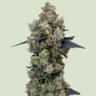 Orbital banana f1 100% royal queen seeds