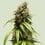 Orion f1 100% royal queen seeds