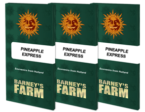 Pineapple express 100% barney's seeds