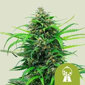 Pink runtz auto 100% royal queen seeds