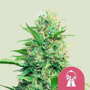Pink runtz 100% royal queen seeds