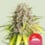 Punch pie 100% royal queen seeds