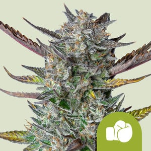 Purple punch auto 100% royal queen seeds