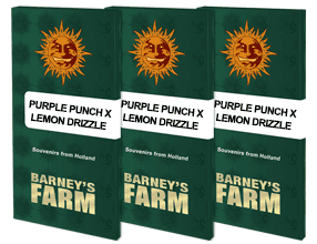 Purple punch x lemon drizzle 100% barney's seeds