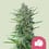 Purple punch 100% royal queen seeds