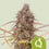 Purple queen automatic royal queen seeds