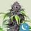 Purplematic auto cbd royal queen seeds