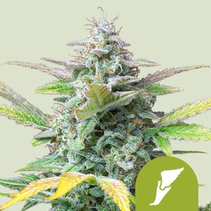 Quick one automatica royal queen seeds