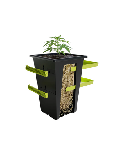Re plant