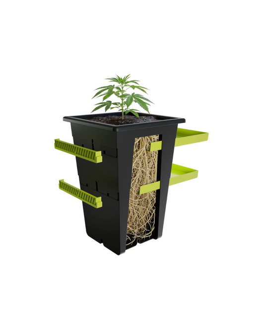 Re plant