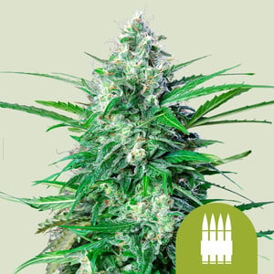 Royal ak auto (1) royal queen seeds