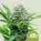 Royal bluematic automatica royal queen seeds