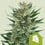 Royal cheese auto royal queen seeds