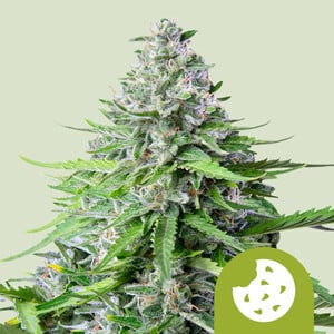 Royal cookie auto (10) 100% royal queen seeds