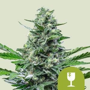 Royal critical auto (1) royal queen seeds