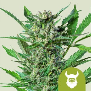 Royal dwarf automatica royal queen seeds