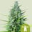 Royal haze auto (1) royal queen seeds