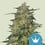 Royal highness cbd (5) 100% royal queen seeds
