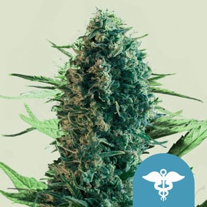 Royal medic cbd (3) 100% royal queen seeds