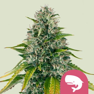 Royal moby 100% royal queen seeds