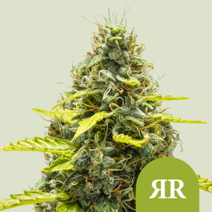Royal runtz auto 100% royal queen seeds