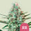 Royal runtz 100% royal queen seeds