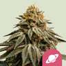 Royal skywalker 100% royal queen seeds